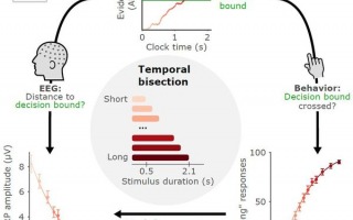 Cognitive models of interval timing